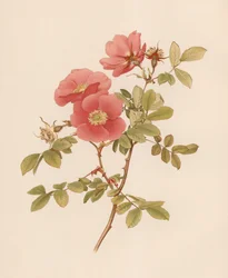 English Rose